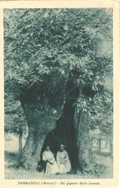 Camaldoli - Foresta 1928