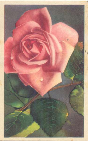 Fiori - Rose 1943